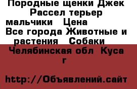 Породные щенки Джек Рассел терьер-мальчики › Цена ­ 40 000 - Все города Животные и растения » Собаки   . Челябинская обл.,Куса г.